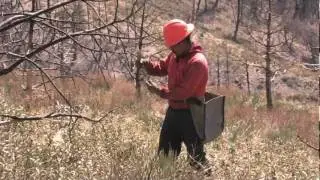 Tree Planting: Angeles National Forest