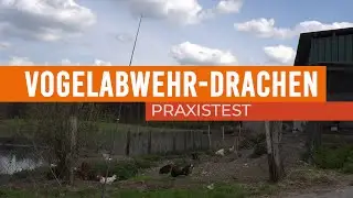 Drachen zur Vogelabwehr?