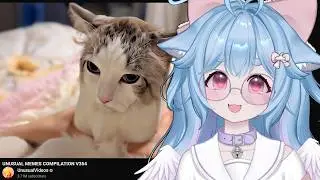funny memes that meow | VTuber Comfy reacts to UNUSUAL MEMES