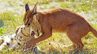 INSANE SAVANNAH WAR: SPEEDY SERVAL vs POWER CARACAL &mdash; COBRA TUG-OF-WAR (UNREAL!) 🔥🐍