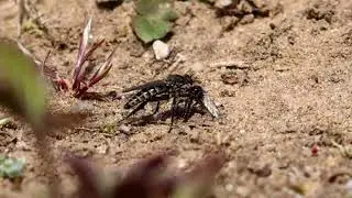 Spring Heath Robber Fly