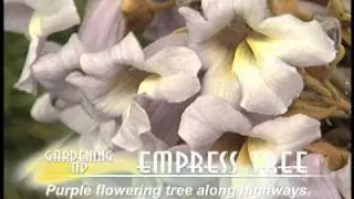 Viette Gardening Tip - Empress Tree