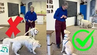 How To Stop Rough Play between Two Dogs using Positive Tethering