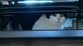 Woman Spent a Whole Year to Help Timid Rescued Cat Trust Human Again
