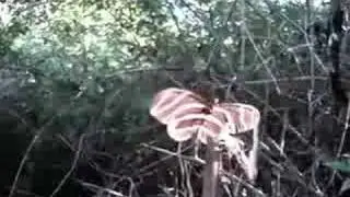Zebra Longwings