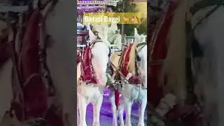 Wedding Baggi beautiful horses 🐎🐎