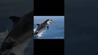 Dolphin Dog 🐬🐶