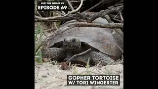 69: Gopher Tortoise w/ Tori Wingerter!