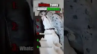 Ranking Funny Animal Moments Part 3