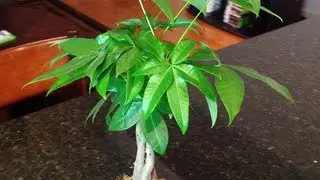 New iPad: 1080p HD Camera Test