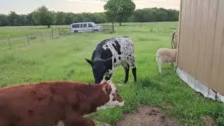 Cows acting like children and getting themselves in trouble near a shed