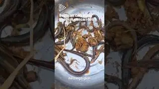 Gudang Belut 😱 #shorts #viralvideos