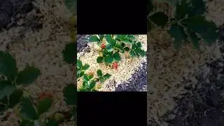 Про эти природные удобрения поют песни #грядки #огород #рассада #теплица #подкормка #дача #сад