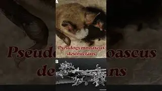 What is White-Nose Syndrome #batweek #bats