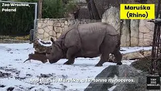 13kg vs 1.7 Tons: The Most Fearless Deer in the World