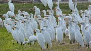 Egrets Flight | Indian pond heron in Flight - Birds flight- Birds migration