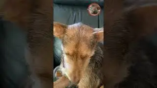 Luna, try not to Yawn Challenge, she&rsquo;s so tired #shorts