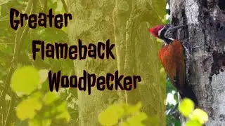 Greater Flameback Woodpecker (Chrysocolaptes guttacristatus)