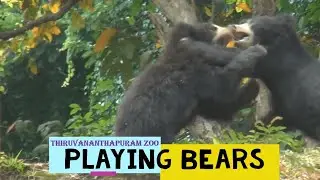 Playing Bears | Thiruvananthapuram zoo | Animal funny video |