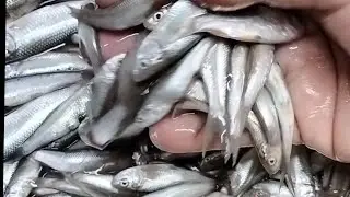 Small Fish Recipe| तीखा, चटपटा और बिना टूटे छोटी मछली ऐसे बनाएं सब उंगलियां चाट-चाट कर खायेंगे |