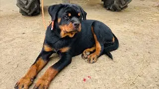 Rottweiler Puppy Rosy Spin Command Training || Dev Sahu || The animal vlogs ||
