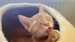 Cat grooming service (ASMR)