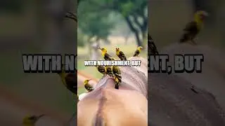 The Peculiar Symbiosis of the Yellow-Billed Oxpecker
