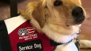 Paws In Service:  Service and Therapy Dogs Helping Disabled Veterans