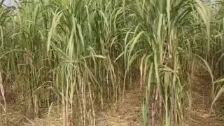उखु खेती ukhu kheti gana kheti