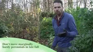 Moving Perennials in Fall and Early Spring