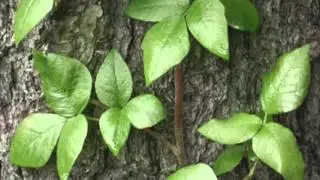Leaves Of Three Let Them Be