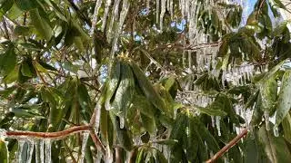 Icicle Growth Hyperlapse @ ~75x