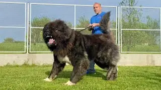 Big black dog