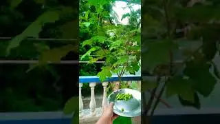 Harvest of Turkey berry/sundai kai in  Tamil. Prajith's organic gardening
