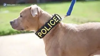 Rescue pit bulls graduate to police dogs in Ferris, TX