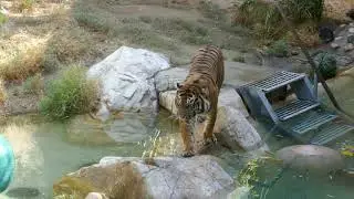 Sumatran Tiger LA Zoo Los Angeles California USA Tigers Animals Cats September 24, 2020