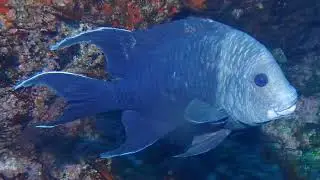 Facts: The Giant Damselfish