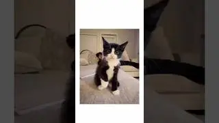 Moody Cats Are the Funniest! Best New Cat Compilation Today! #MoodyCats #FunnyCats #GrumpyCats