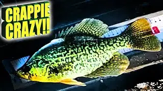 Хаос с ловлей окуня! Непрерывный подледный лов в Северном Мичигане.