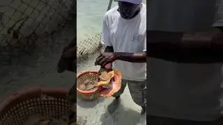Lamb&iacute;