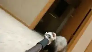 Ferret Steals Selfie Stick