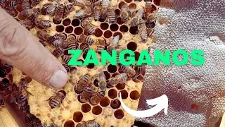 Por estas razones hay muchos zánganos en tu colmena