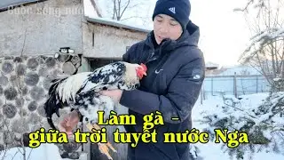 Làm gà- giữa trời tuyết nước Nga.