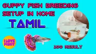 guppy fish breeding setup in home #tamil #I love fishy Tamil