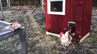 Morgontr&ouml;tta h&ouml;ns / Morning-tiered chickens