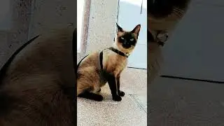#playful😻@simba-125curiosity cat😹😻