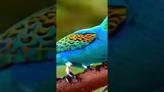 #nature #warblers #yellowwarbler #birds