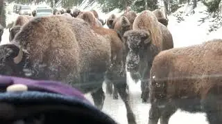 Yellowstone: Winter Driving Has A Few Advantages Like Slower Paced Wildlife Viewing Opportunities :)
