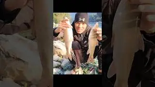 Asala Fish #fish #fishing #trending