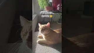 Я спокоен&hellip; почти 😼